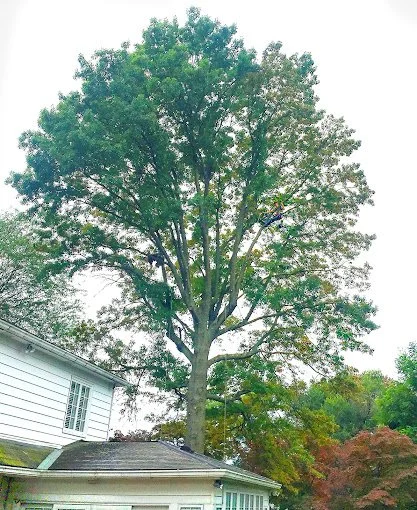 Jake's Tree Service gallery 4