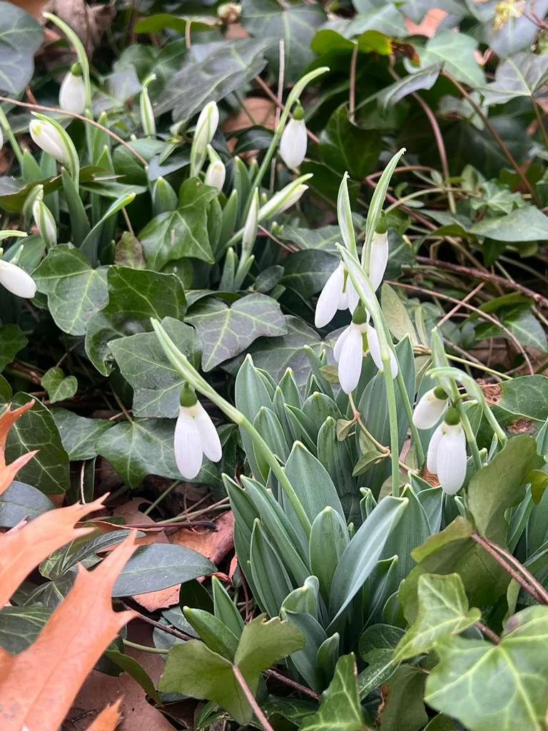 Winter Garden Project