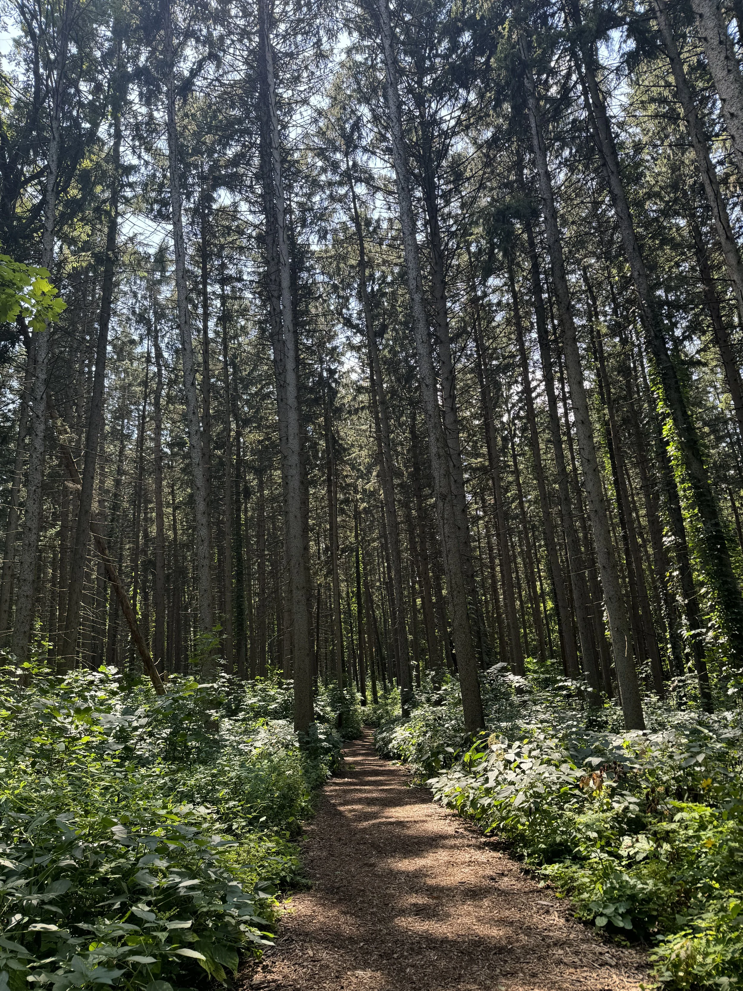 Rest is Radical: Why Soften, Restore, and Release Matter More than Stretching