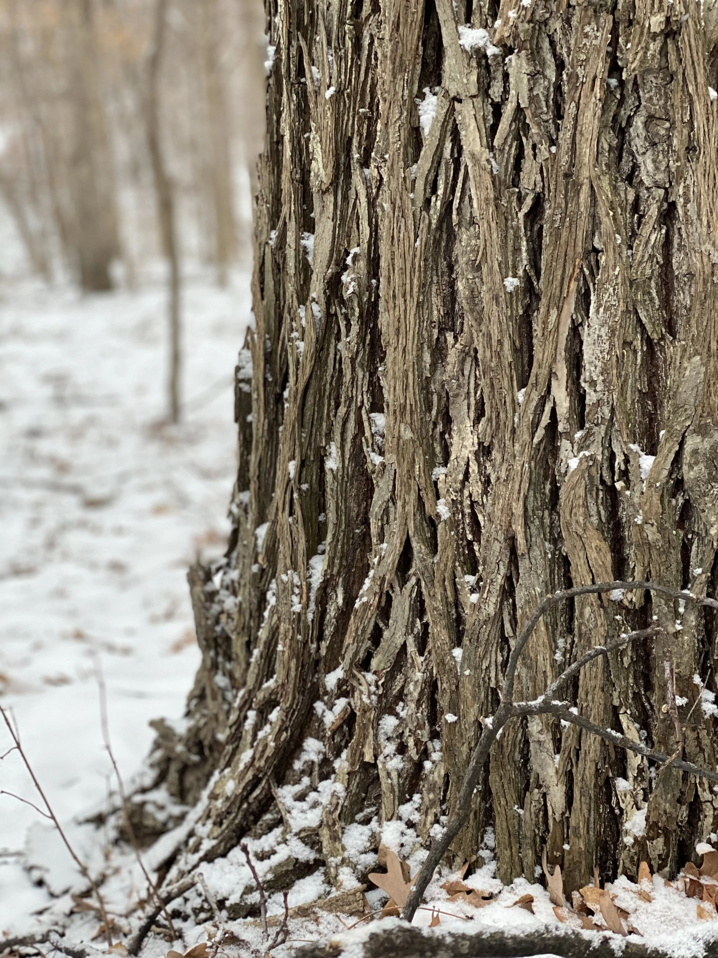 What if I Don’t Feel Like Doing Christmas This Year—And That’s Okay?  Reflections on Holiday Exhaustion, Tradition, Grief, and Creating a Gentler Christmas