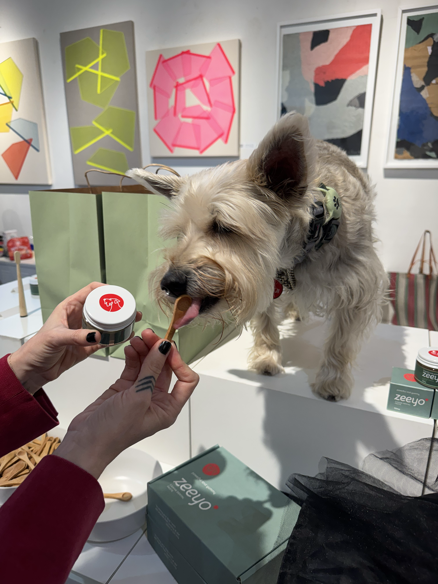 Benji licking the Zeeyo dog toothpaste off a small wooden spoon.