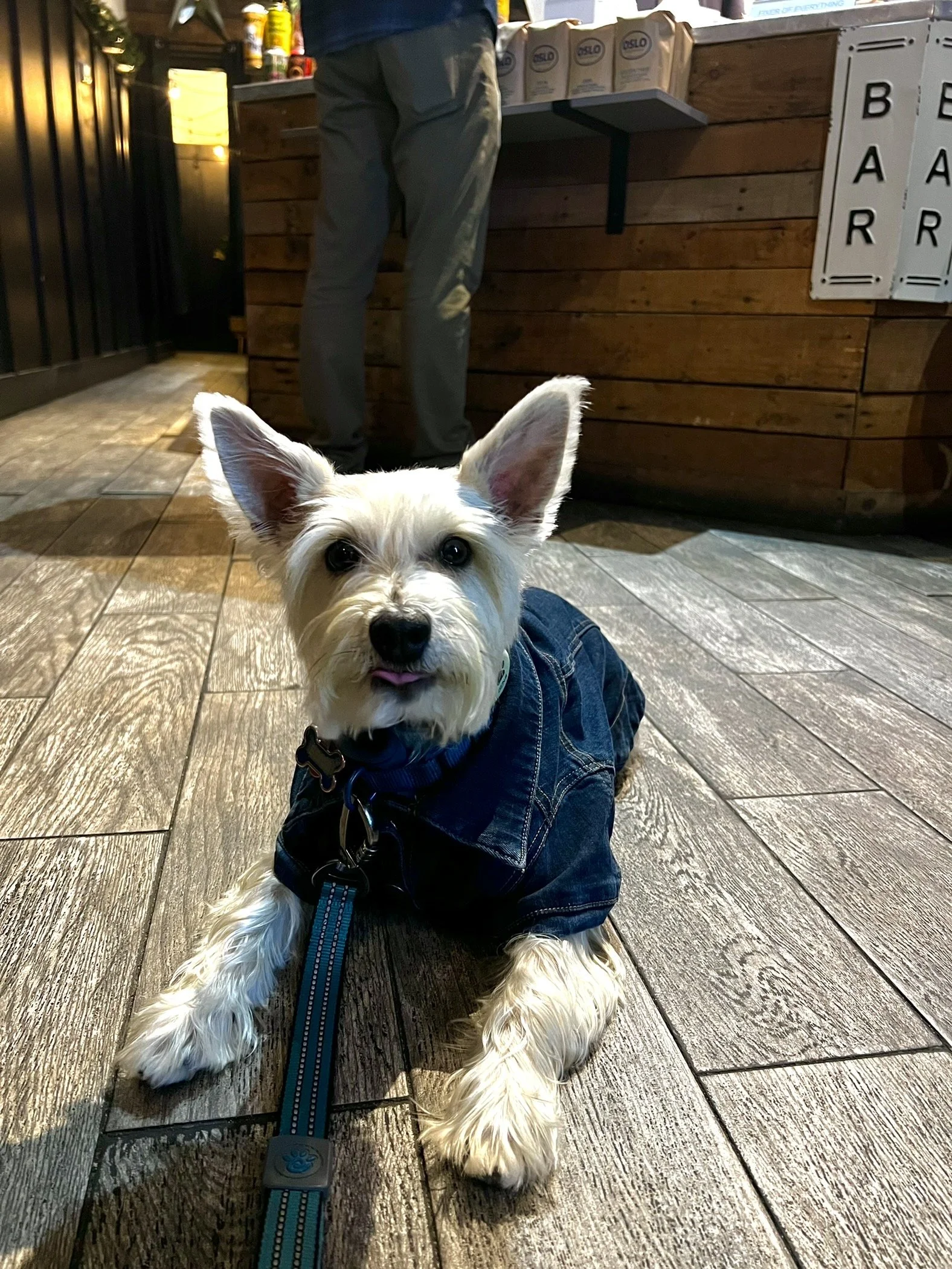 Benji lying in front of the counter at Northside Coffee