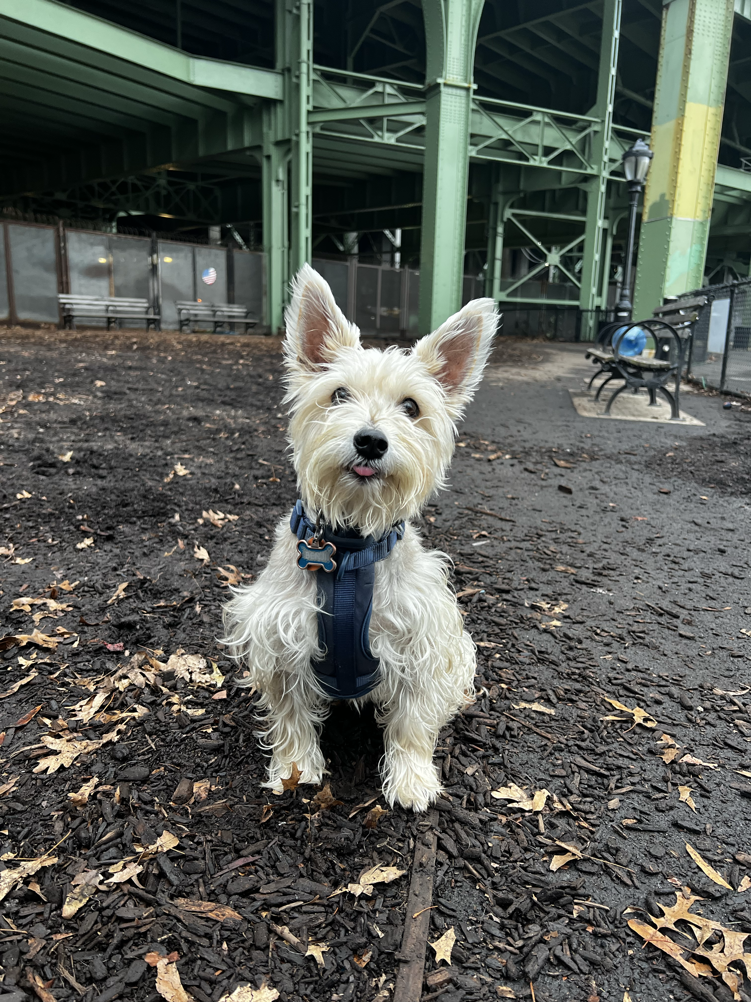 Benji sitting in the dog park. There are green metal beams of the highway in the background.
