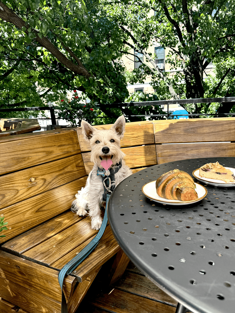 nyc outdoor dog friendly dining near me