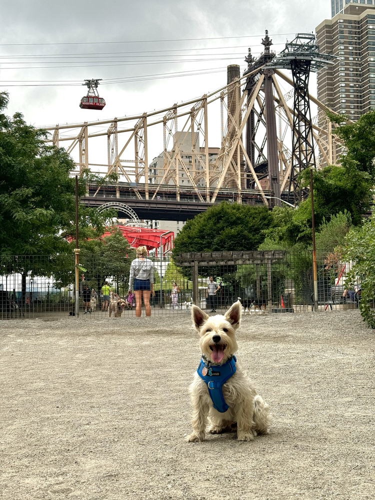 Andrew Haswell Green Dog Run-Manhattan — Benji's Guide to NYC