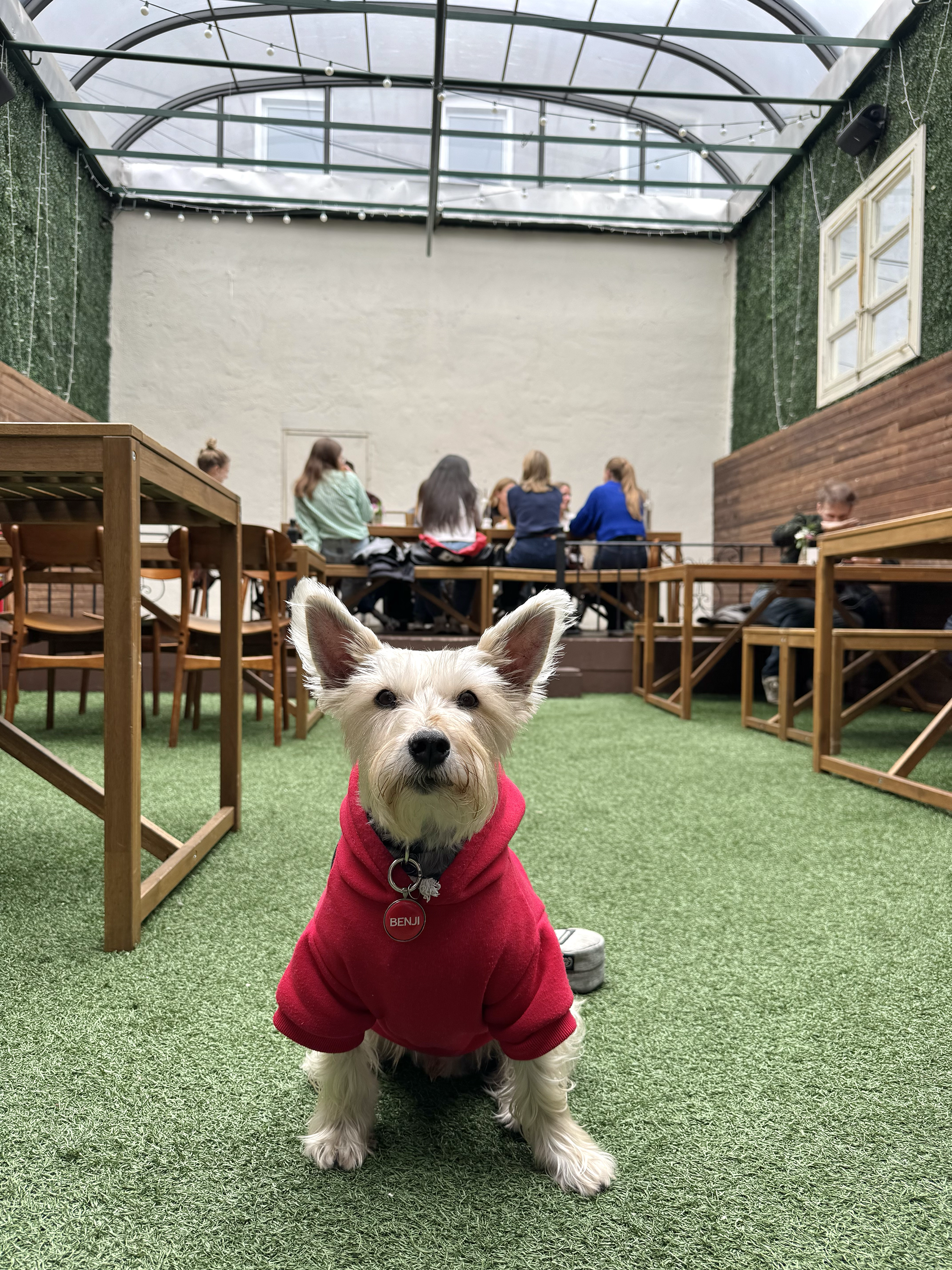 Benji sitting in the middle of the covered patio area wearing a red hoodie.
