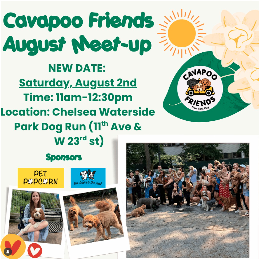 Cavapoo Friends August Meetup
