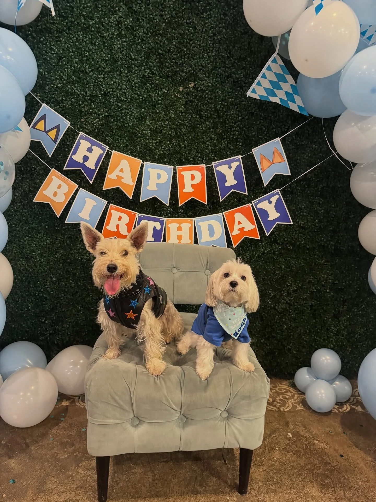 Happiest of Birthdays to our friend @rockynycmorkie!! It was such a great party at @chateaulewoof ! Thanks to @sweetsincerely for the adorable illustrated pouches and to @nycstreetdogs for the photos! We can’t wait to see them! 
.
.
.
#BenjisGu