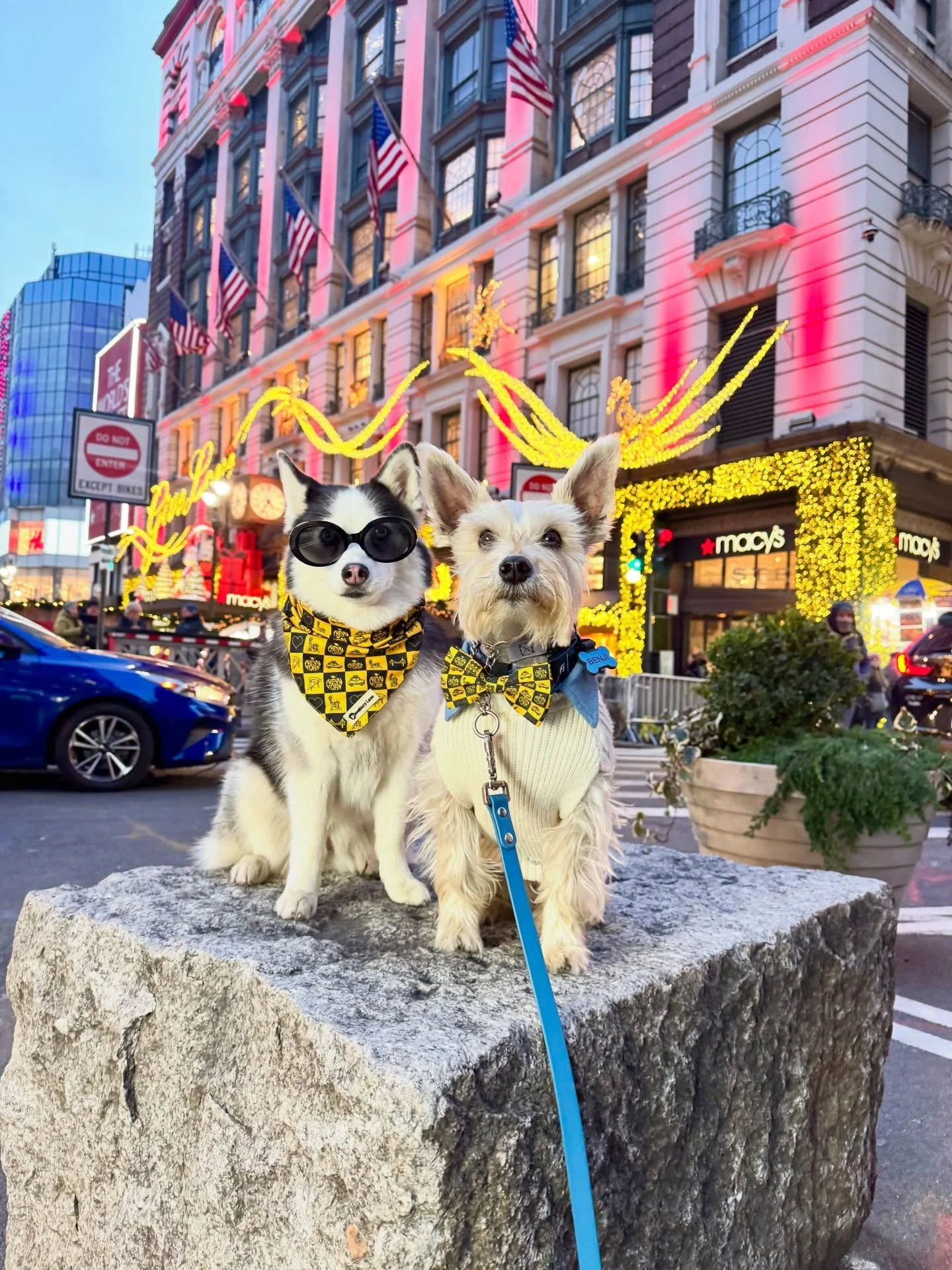 We had such a fun day out and about all over the city with our friend @quinnthepomsky_nyc ! We got to see some of the amazing holiday window displays and the 2000 New Year&rsquo;s Eve Ball at Waterford Crystal shop in Macys! It was such a good day re