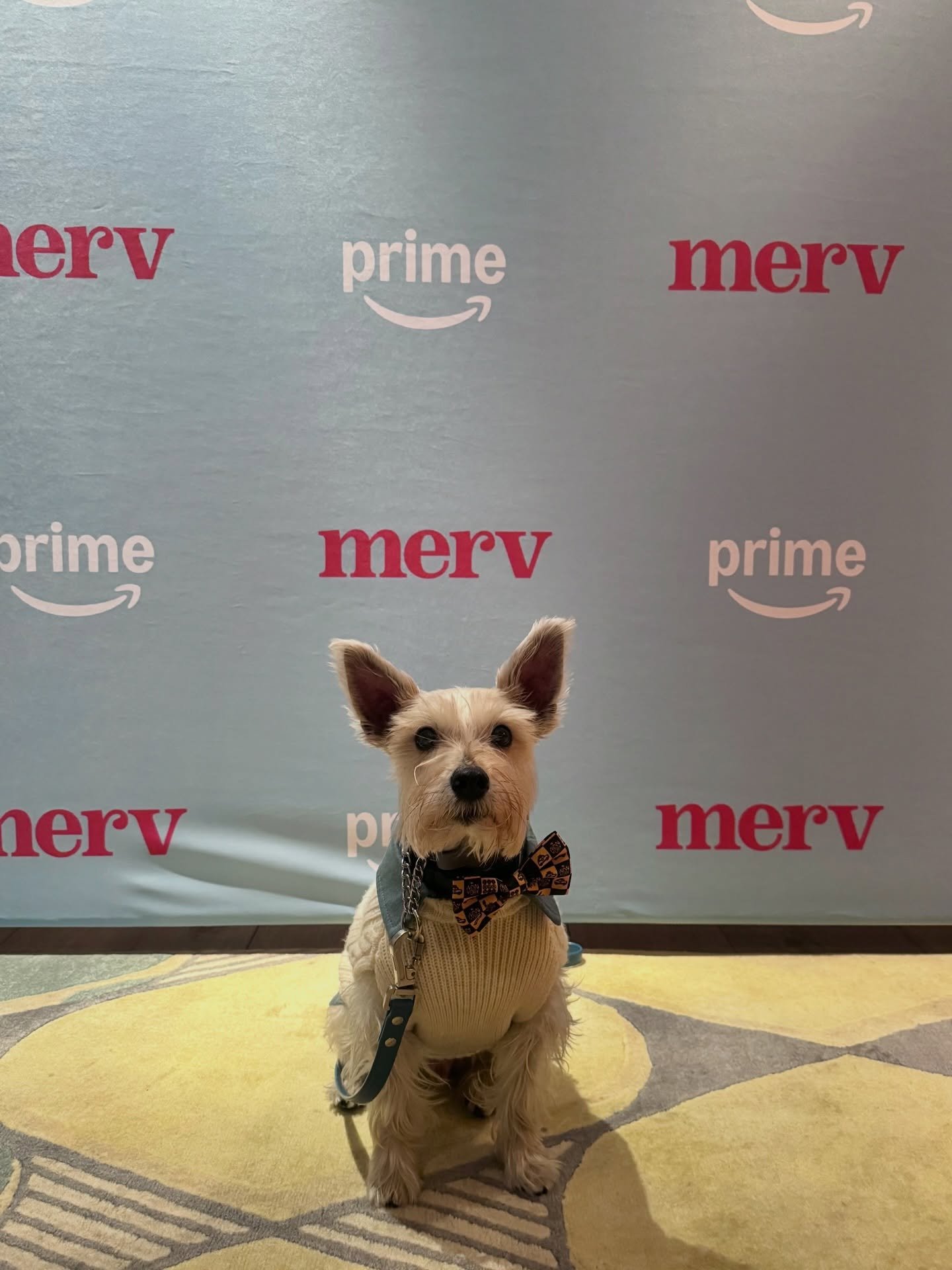 Benji was invited to see the premier of the new movie, Merv, which will be out tomorrow 12/10 on Prime Video and you have to check it out! It is such a cute, funny story that dog lovers will definitely relate to. Perfect for the holidays for a little