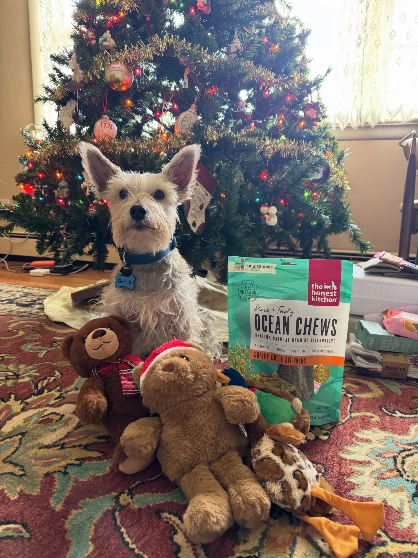 Merry Christmas Everyone from Benji! We are enjoying a cozy Christmas by the fire at Grandma&rsquo;s house in NJ! Benji has been spoiled by his secret santa paws @linusofthebigapple, Grandma and mama with more stuffed animals than he knows what to do