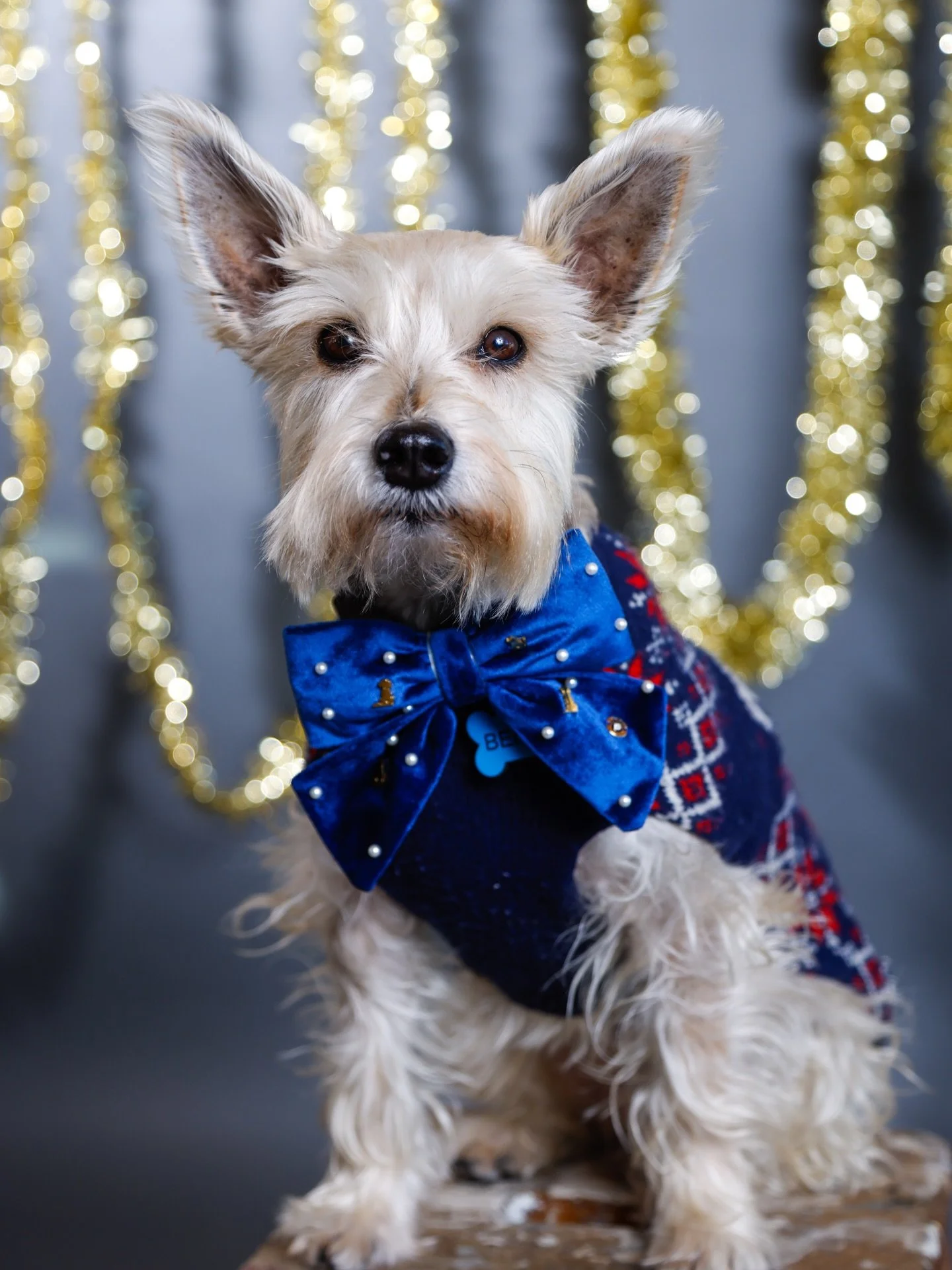 Hope everyone had a Merry Christmas and a Happy Holidays! I&rsquo;ve been setting up a photo studio at my grandmas house as part of my Christmas gift to the family so enjoy some of these great shots with Benji, me &amp; my grandma. Hope you all enjoy