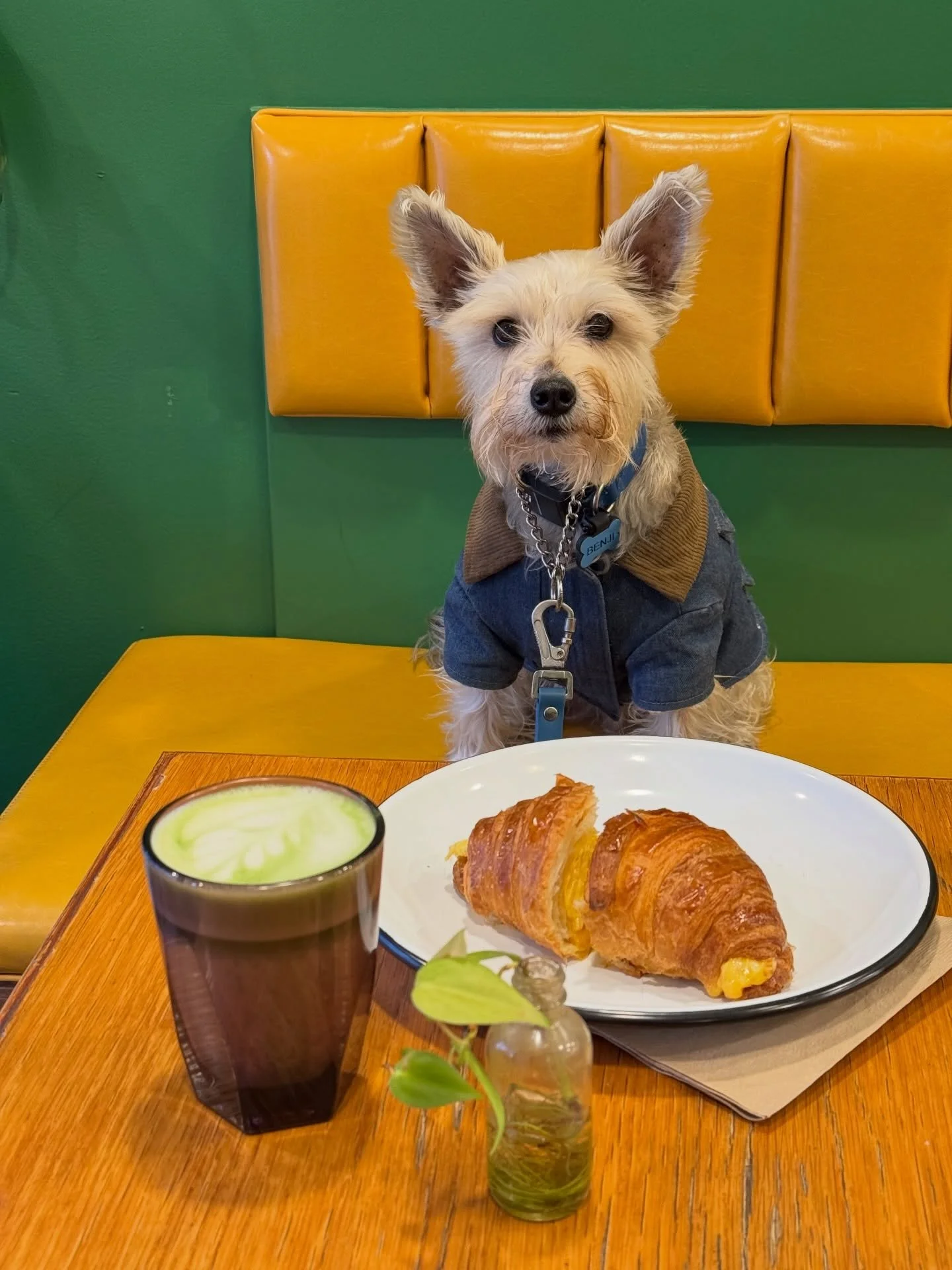 We checked out another dog friendly cafe and this one was super cozy and community oriented. This is Anti Co Cafe in BedStuy Brooklyn. @anti.co.cafe has an indoor area and a back patio area (which was closed at the moment but will open once it warms 