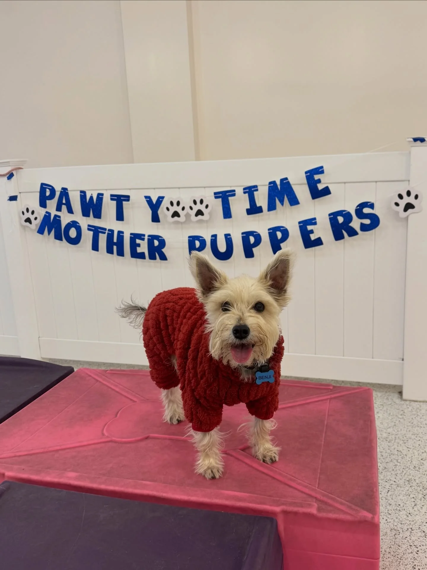 Such a fun day out and about in the city today. We braved the cold before the big storm tomorrow and had fun celebrating our friend Rocky&rsquo;s Gotcha Day at @spot_dog_daycare ! We also stopped at @linguafrancanyc in the morning for their Westminst