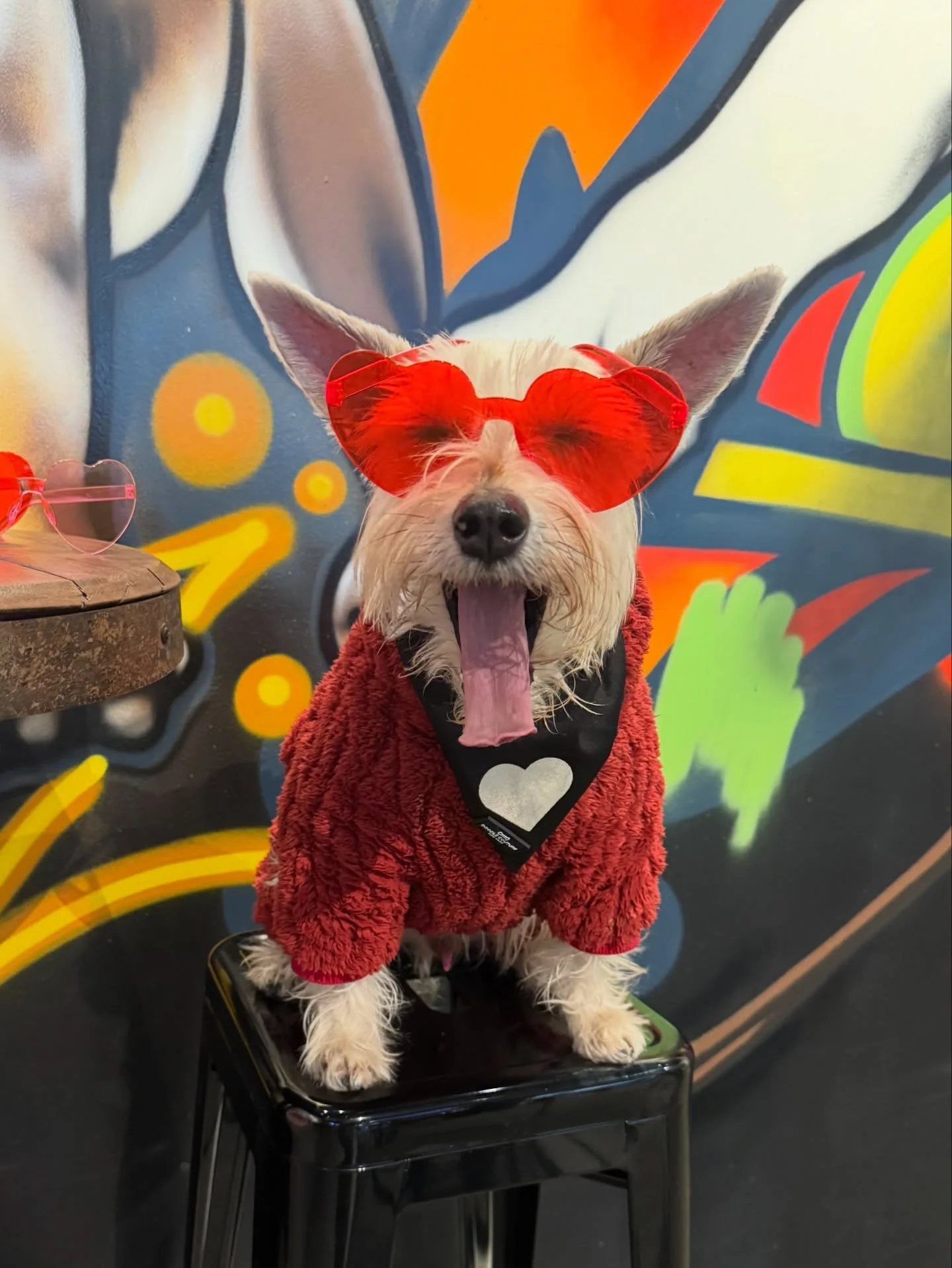 One more Valentine&rsquo;s Party! Thank you so much to @cavapoofriendsnyc @rockynycmorkie @winniegirl360 and @nyc_maltesemix for hosting a great Small Dogs Valentine&rsquo;s Party at @wagboneclub! We were so happy we were able to get out and enjoy th