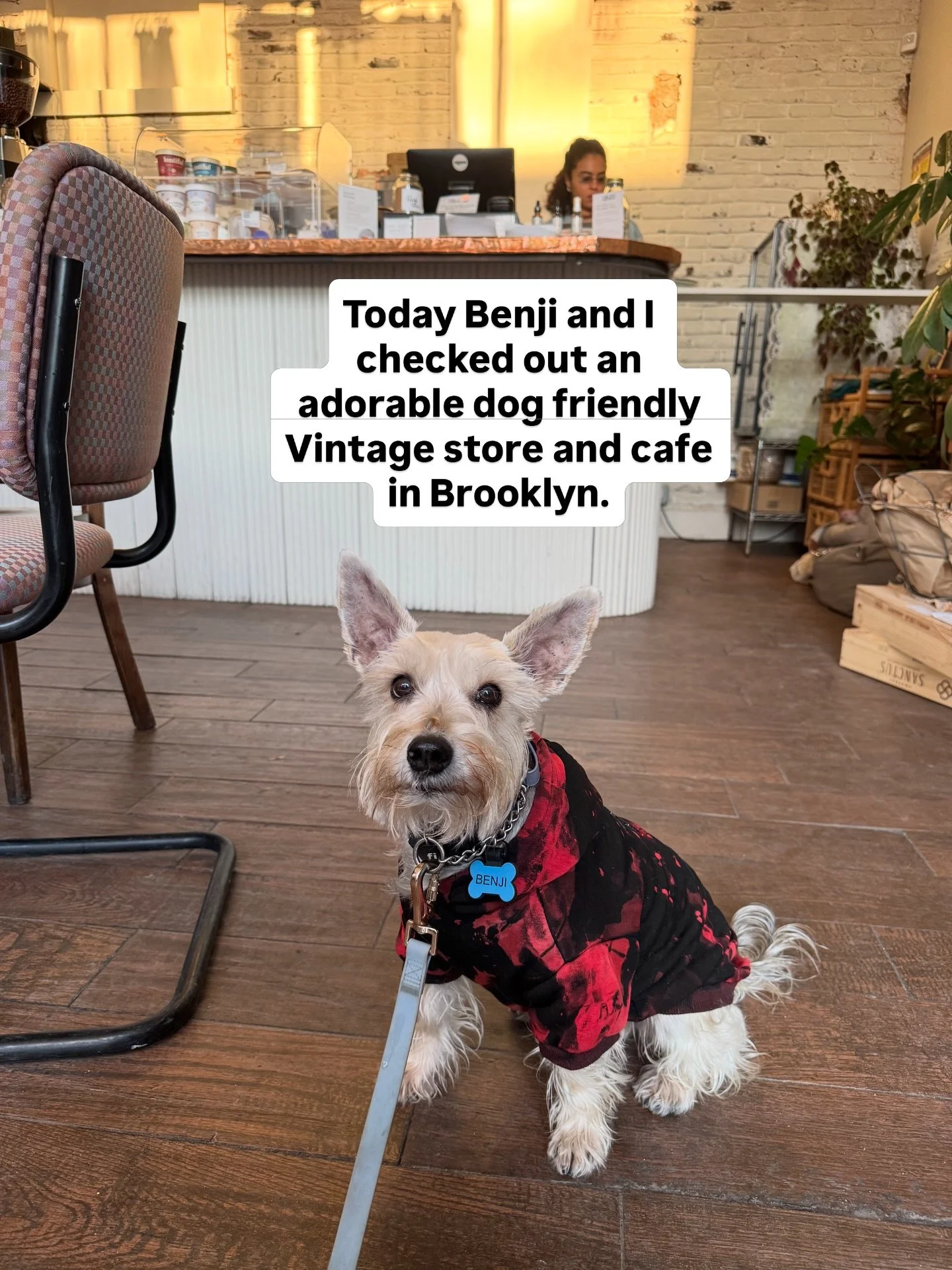 Again Vintage and Sublime Coffee &amp; Plant Potions is a great dog friendly cafe &amp; vintage shop in Bed Stuy Brooklyn! They had a &ldquo;Spoil My Pup&rdquo; item on their menu which is a healthy little drink for your dog and Benji absolutely appr