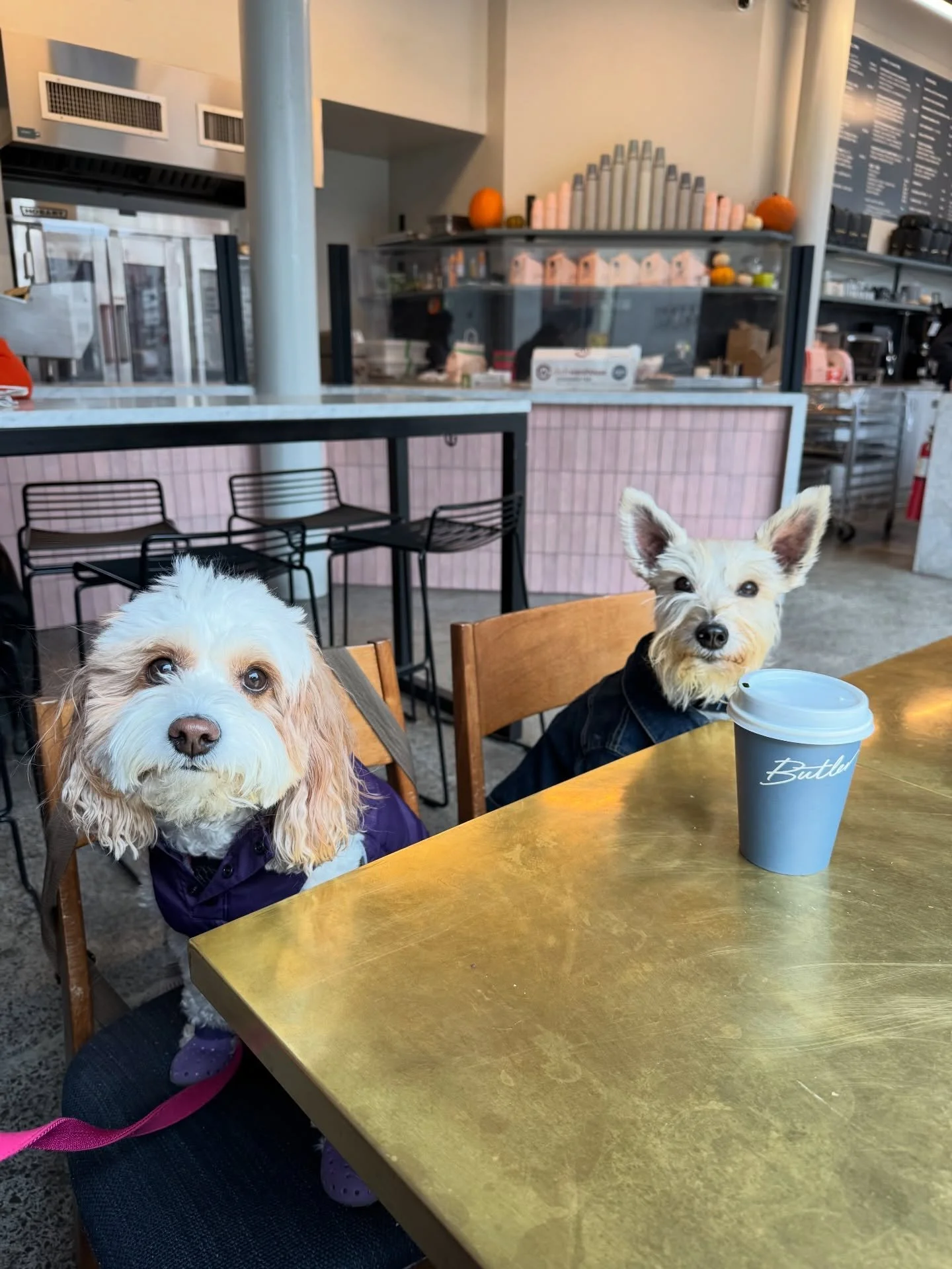 For a great little dog friendly cafe, check out @butlerbakeshop ! This is their SoHo location, although they do have three other locations in Brooklyn, we haven&rsquo;t visited those, so can&rsquo;t guarantee that they&rsquo;re also dog friendly yet!