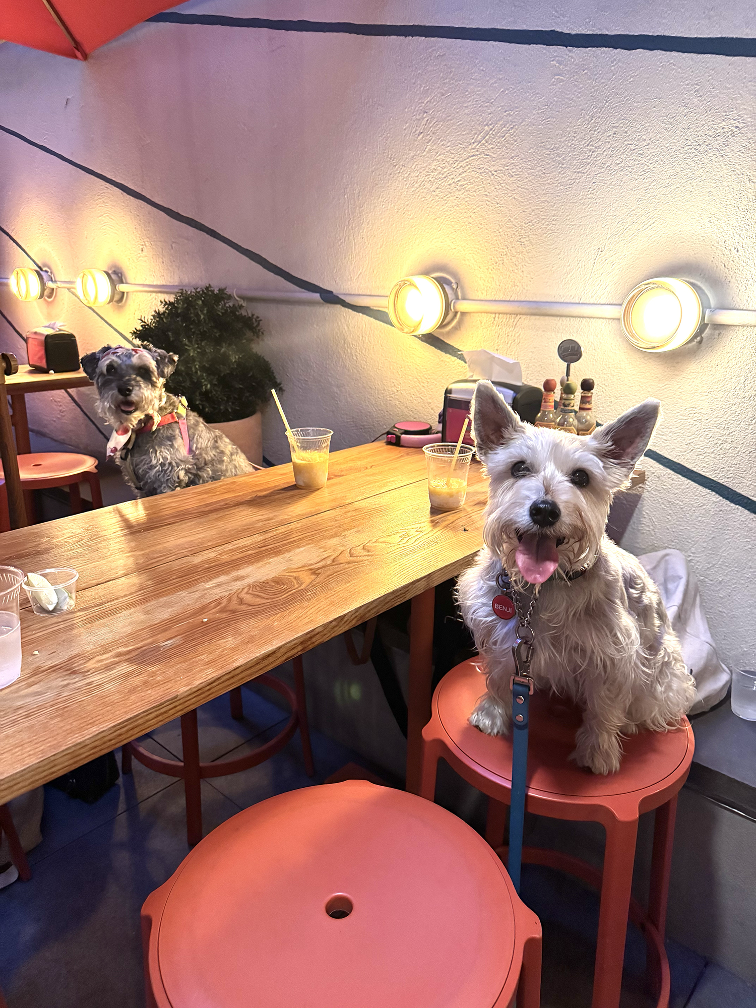  Benji and Matilda sitting on red stools at a table with glowing lights behind them. 