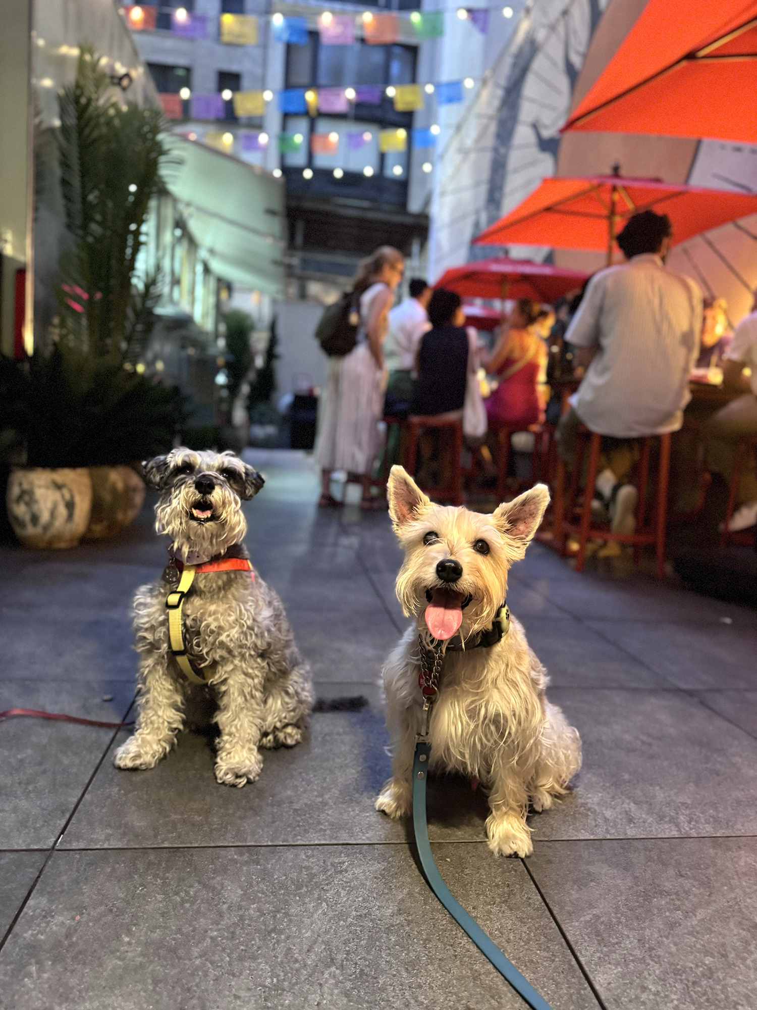  Benji and his friend Matilda sitting in the alley way with tables and string lights behind them. 