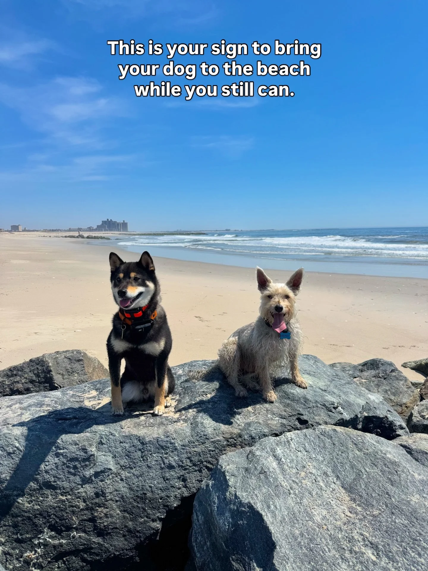 Yesterday we hopped on the A train and met our friend @gghimbap at the beach for an excellent day in this glorious weather we&rsquo;ve been having! It was an absolutely perfect day and I couldn&rsquo;t recommend it more! Dogs are allowed on the beach