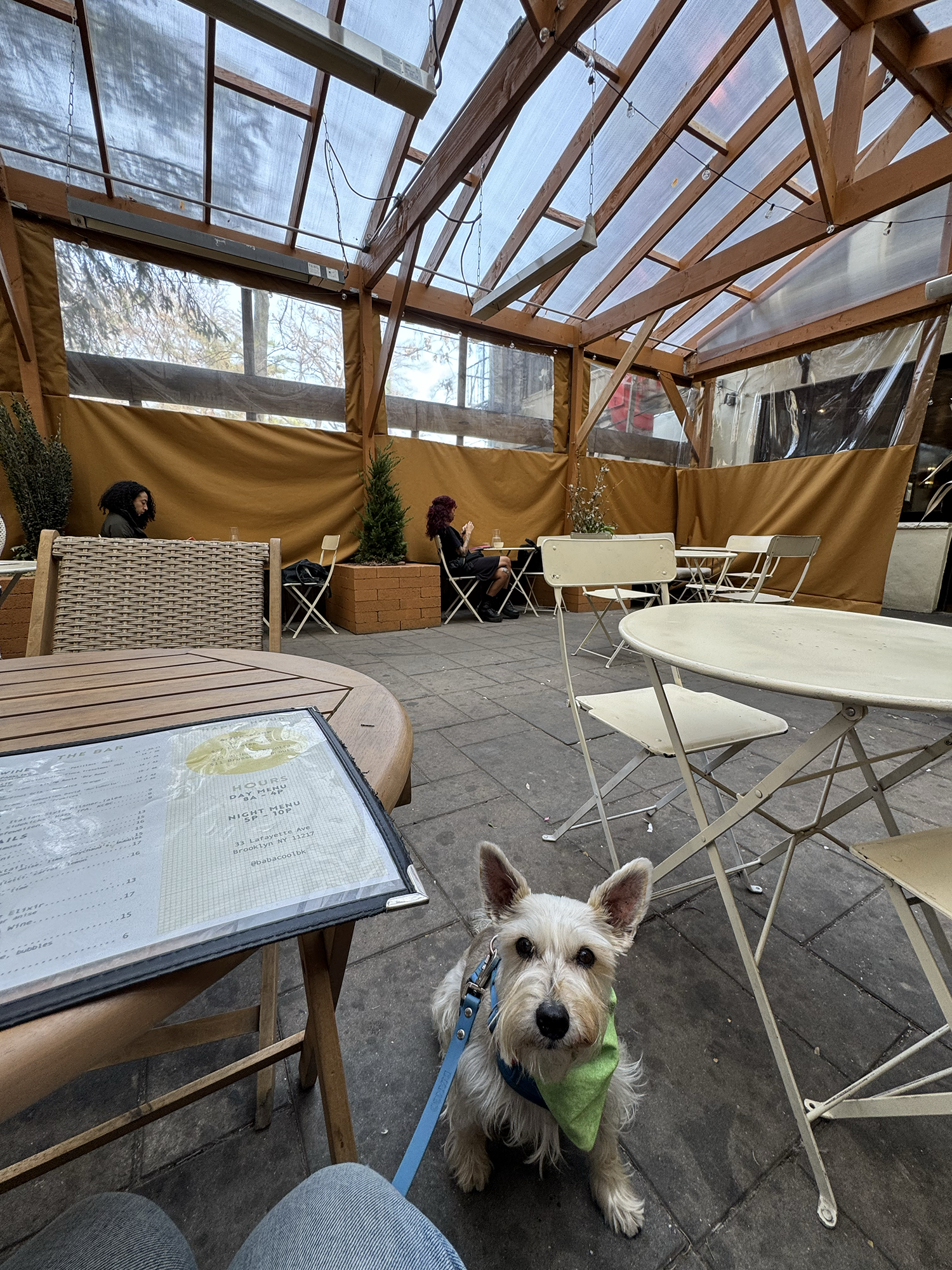  Benji sitting on the floor next inside the heated and covered back patio. 