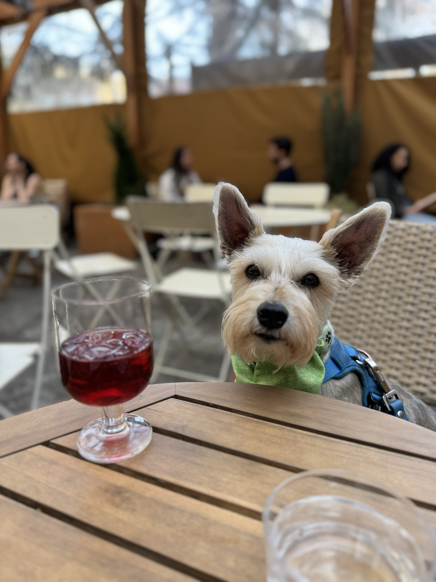  Benji sitting on the chair at the table with a goblet of hibiscus iced tea in front of him. 