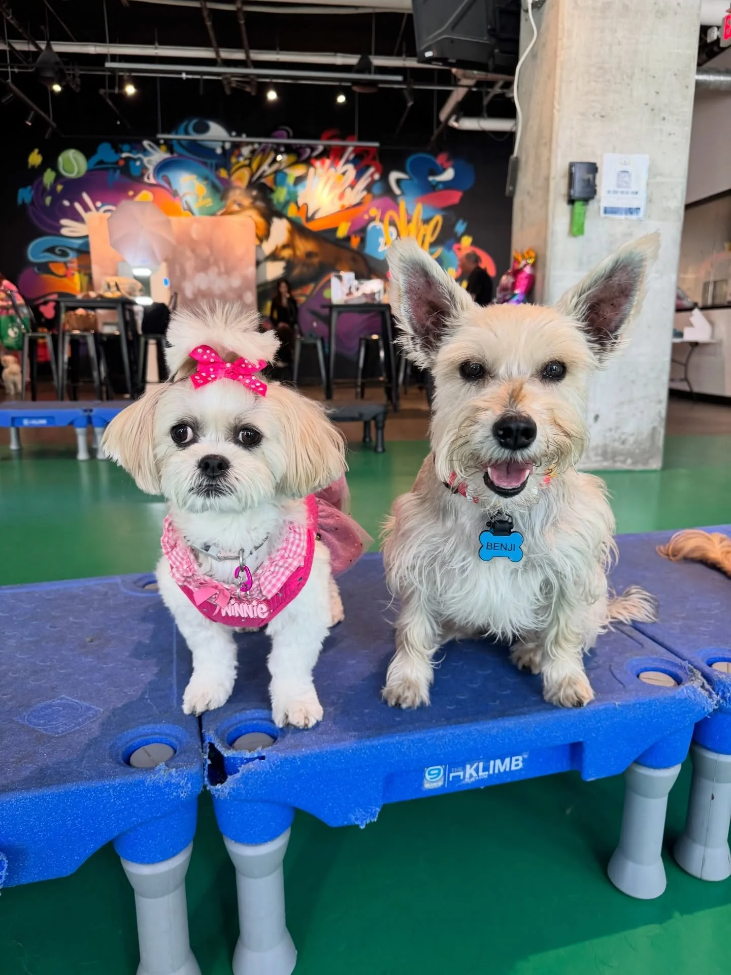 Happy 8th Birthday to our friend @winniegirl360 !! We had such a fun time partying with you at @wagboneclub ! All of the goodies were so much fun and your cake was amazing. Hope you had the most fantastic birthday!! And if you&rsquo;re @winniegirl360