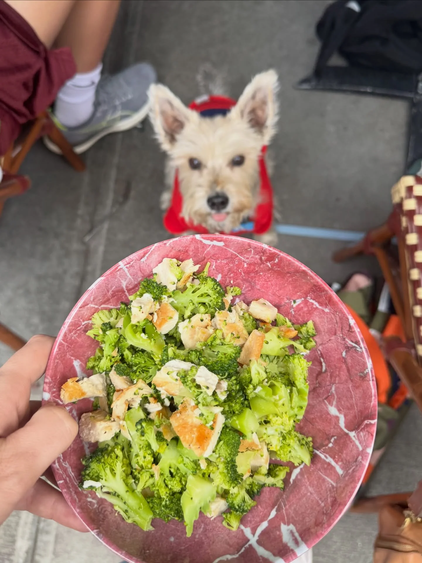 New Dog Menu Alert! Pappardella on the UWS has a brand new Pupper West Side &ldquo;PAWpardella&rdquo; Dog Menu so your dog can enjoy a meal at @pappardellanyc alongside you! Benji and his friend @babkatheminischnauzer both enjoyed the chicken and bro