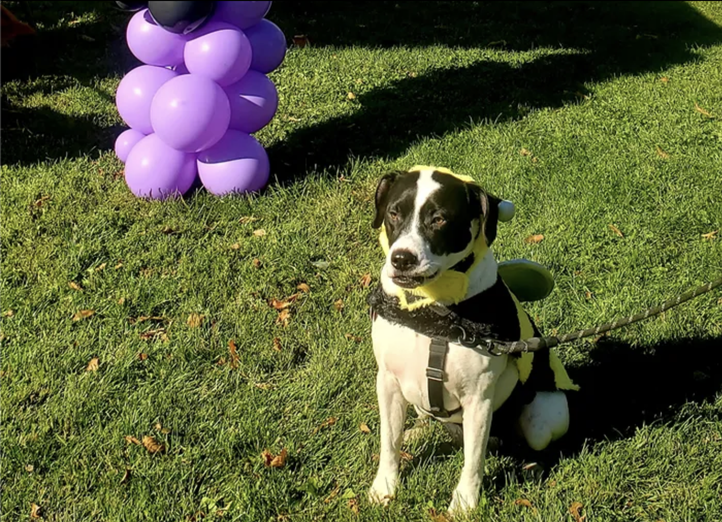 A black and white dog wearing a bee costume in the grass.