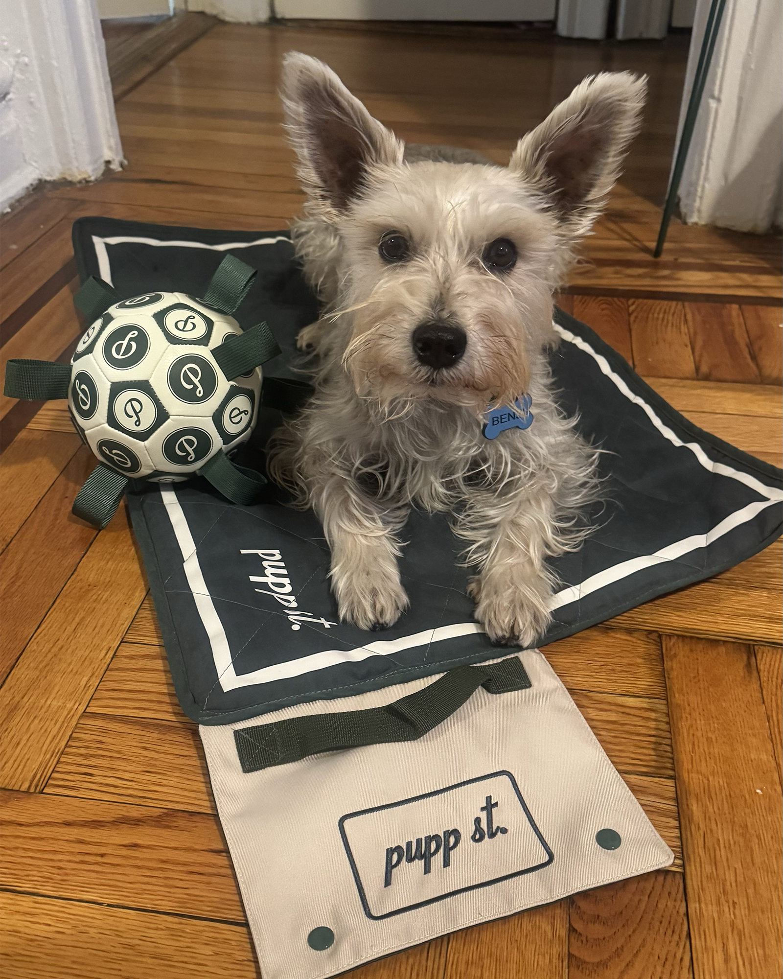 Benji sitting on a Pupp St settle mat with a soccer ball next to him.