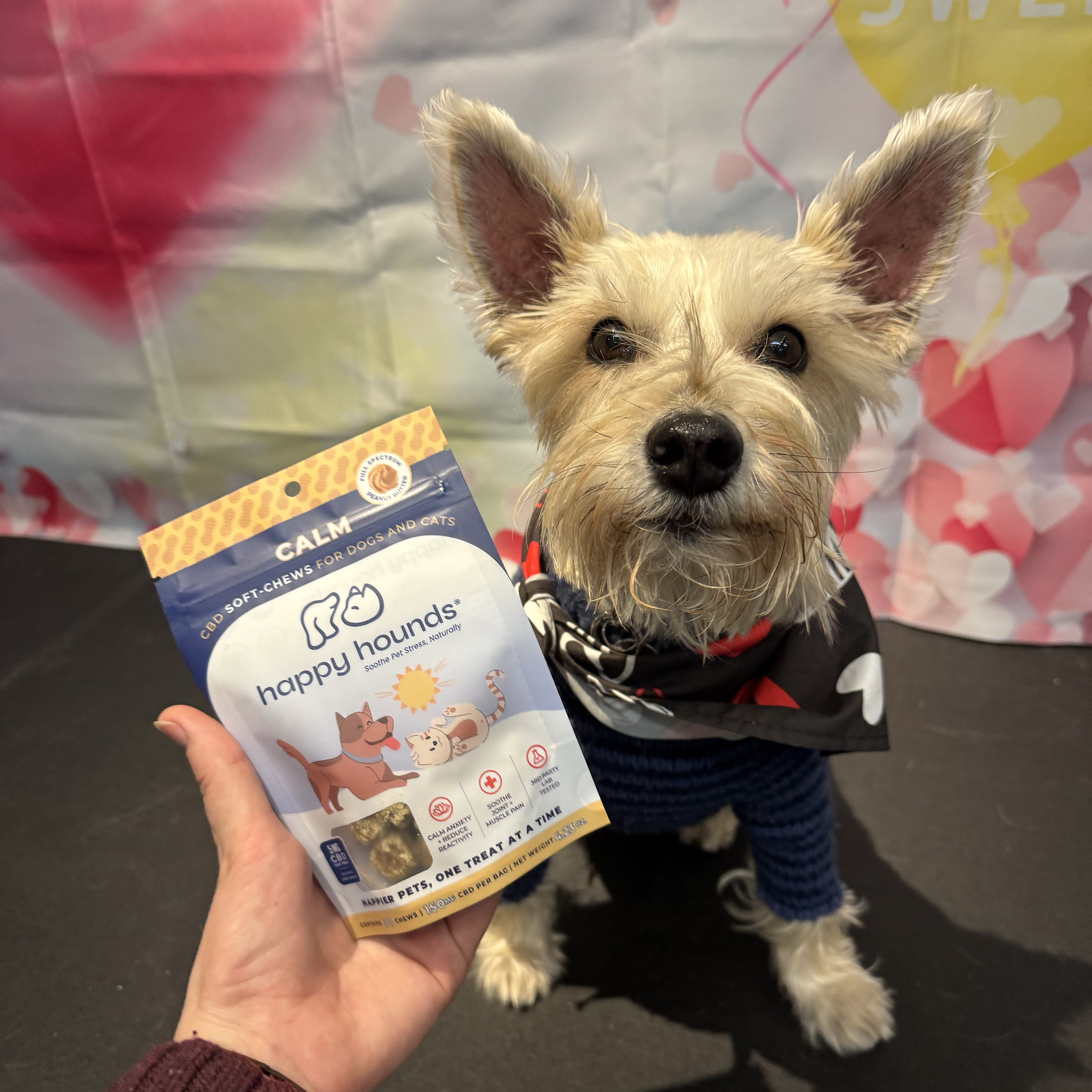 Benji with a bag of Happy Hounds Calming Chews in front of him.