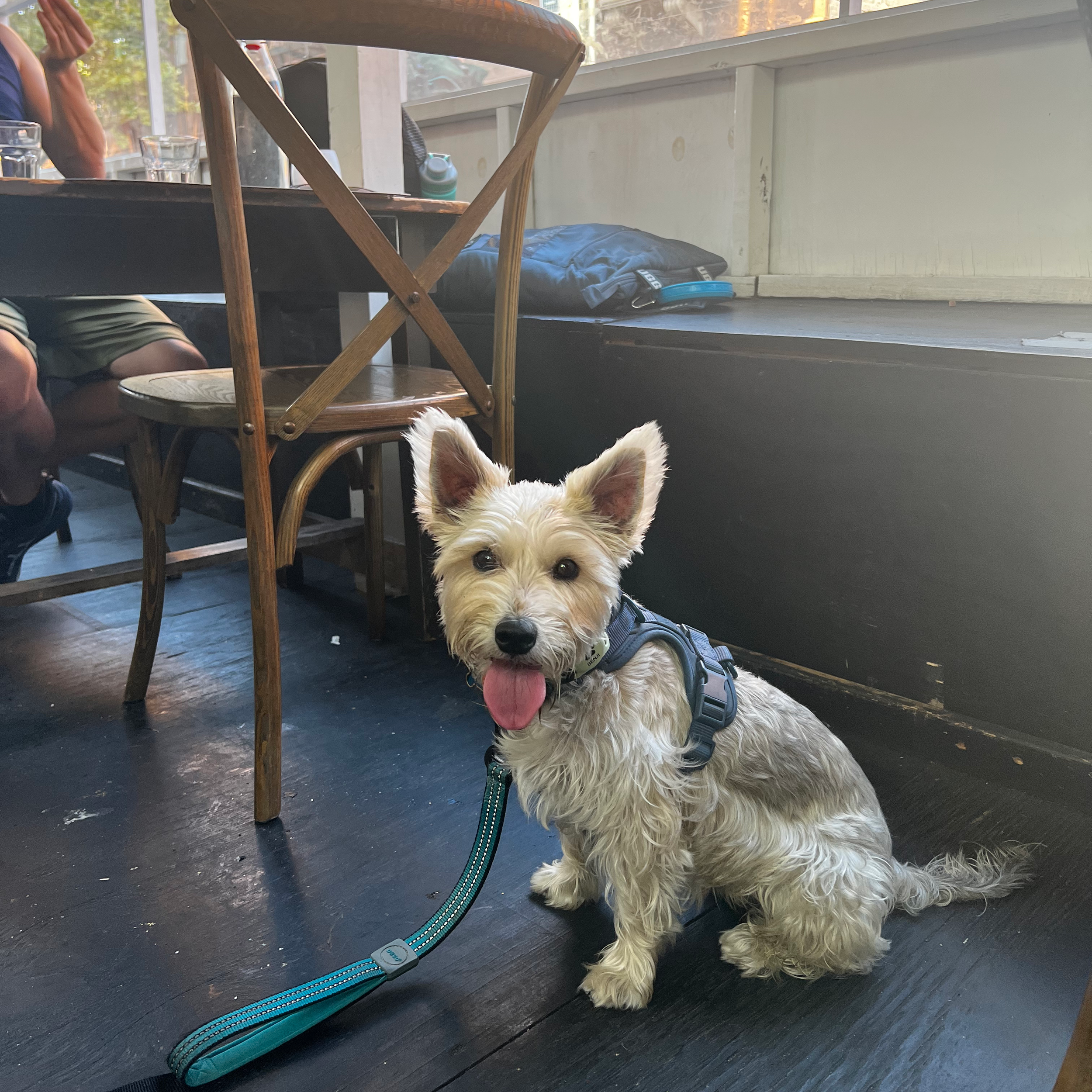 Benji sitting next to the chair in the outdoor seating shack at Saraghina Pizzeria