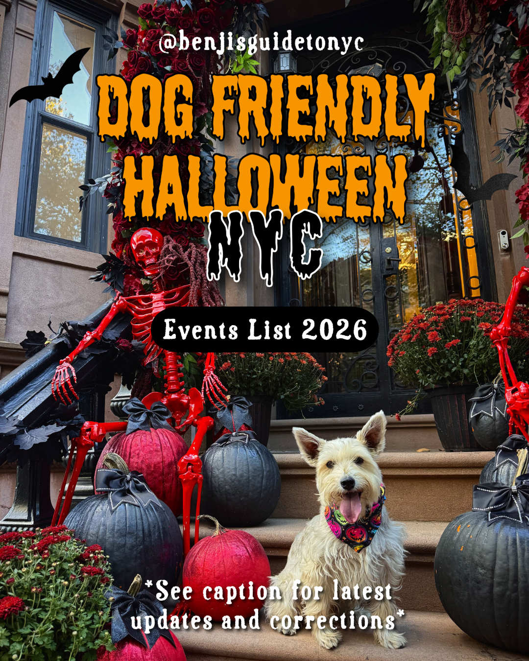 Benji sitting on a spooky halloween stoop with black and red pumkins and a red skeleton.