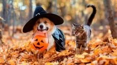 A corgi and a cat in a forest covered with leaves. The corgi is dressed as a witch holding a pumpkin bucket in his mouth.