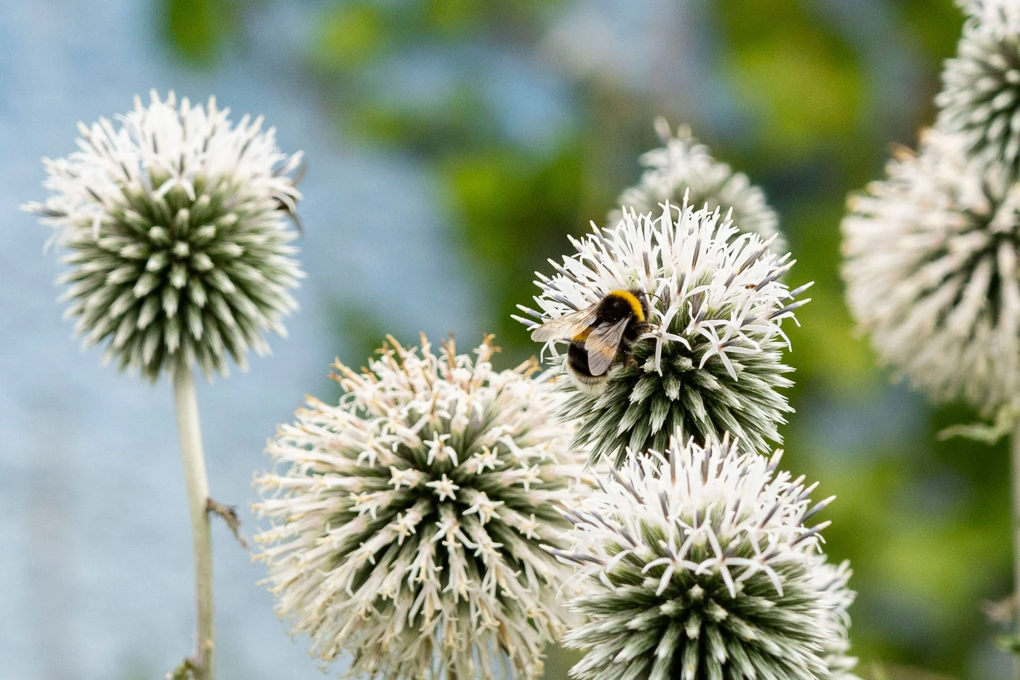 LF_Saturday_AD_Thekeepersofthebees_10.jpg