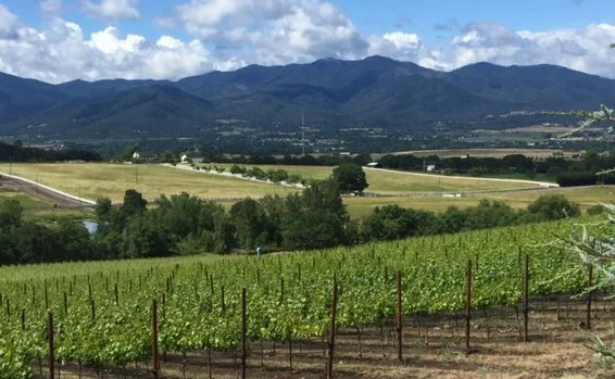 Website Main vineyard.jpg