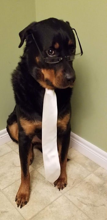 Paper is for your Puppy!
