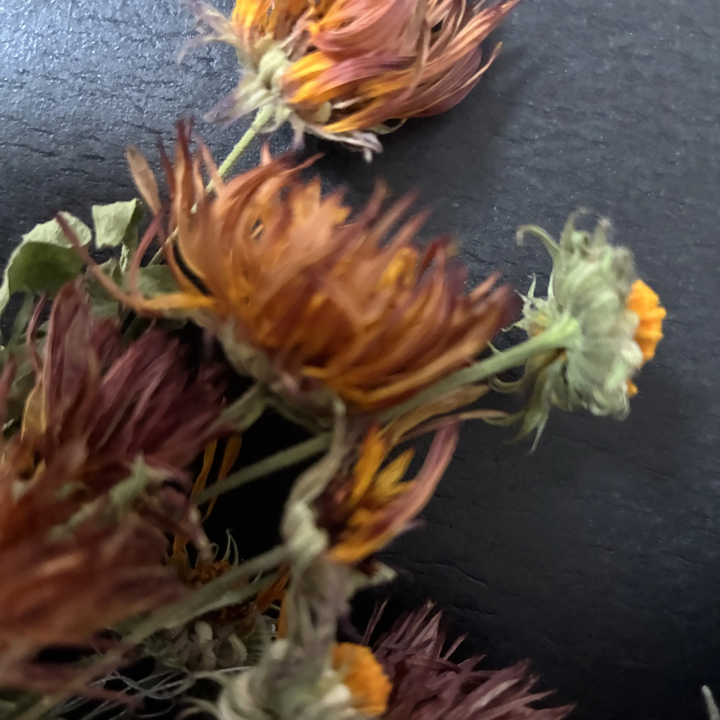 Tiny_nordiskaorter_ringblomma_2.jpg