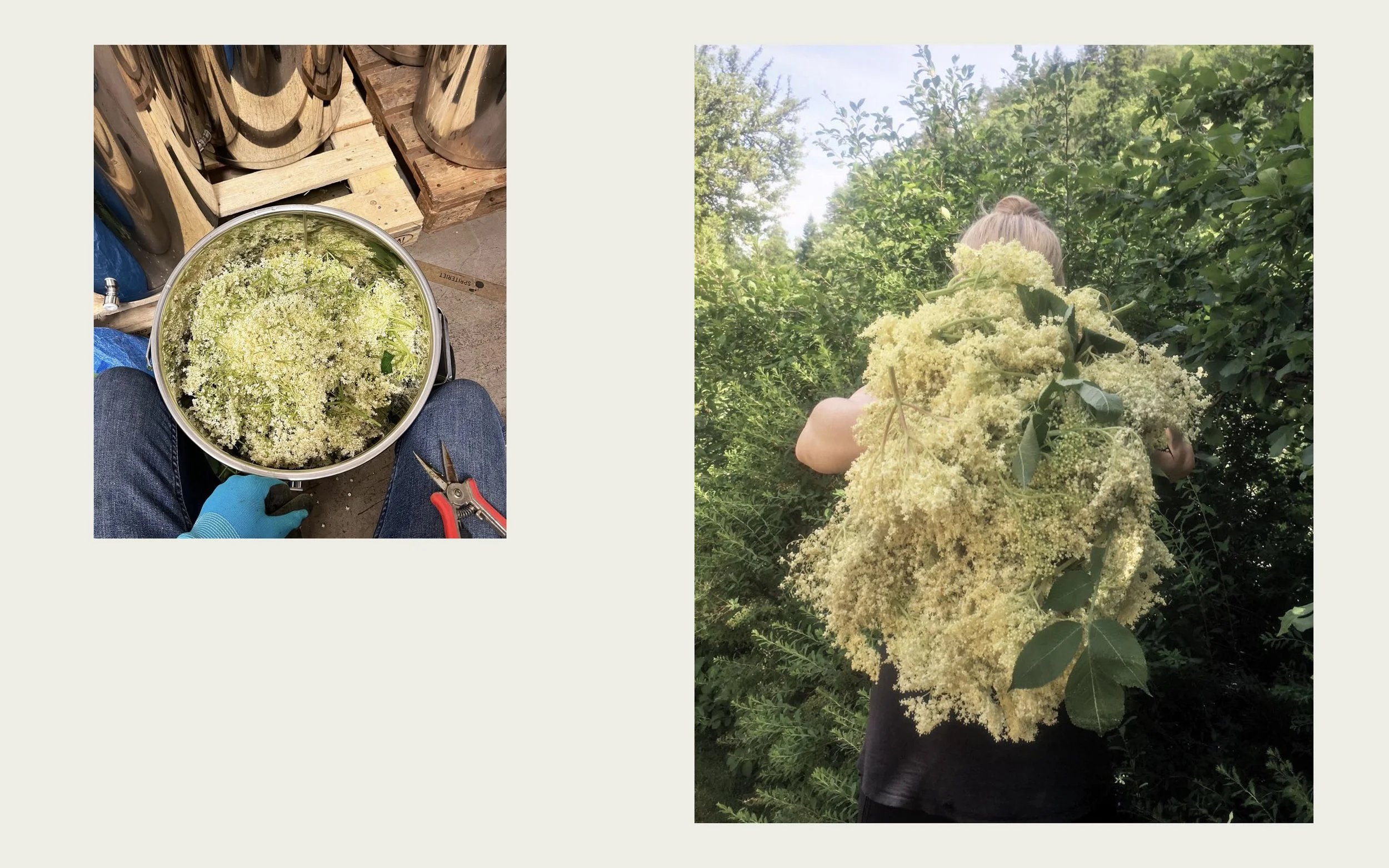 Charlotta Nyfeldt and Spriteriet, craft drinks, cordials and craft liquors cocktail bases elderberry.