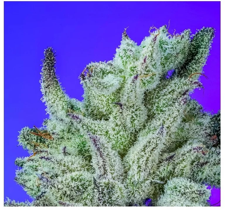 Truffle Jordan 13 s1 Copycat genetix