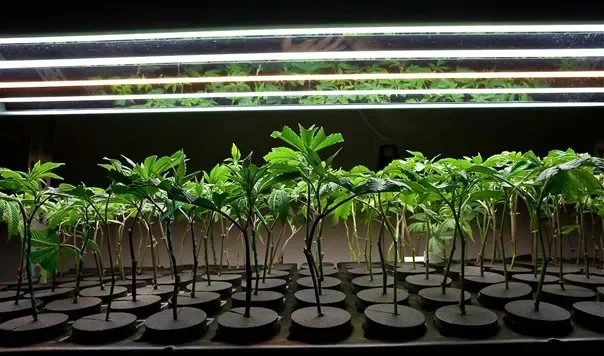Rooted Clones