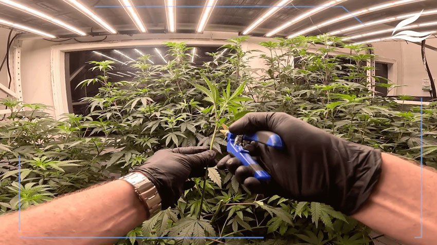 cutting-cannabis-clones.jpg