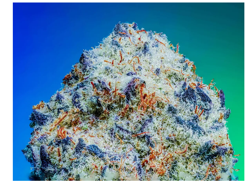 Blue Berry Sprinklez S1 Copycat genetix