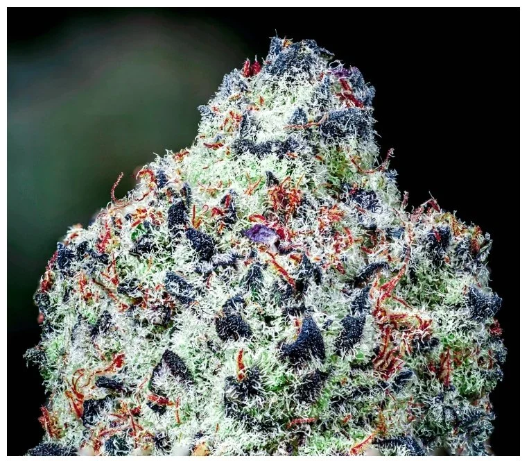 CANDYMAN s1 Copycat genetix