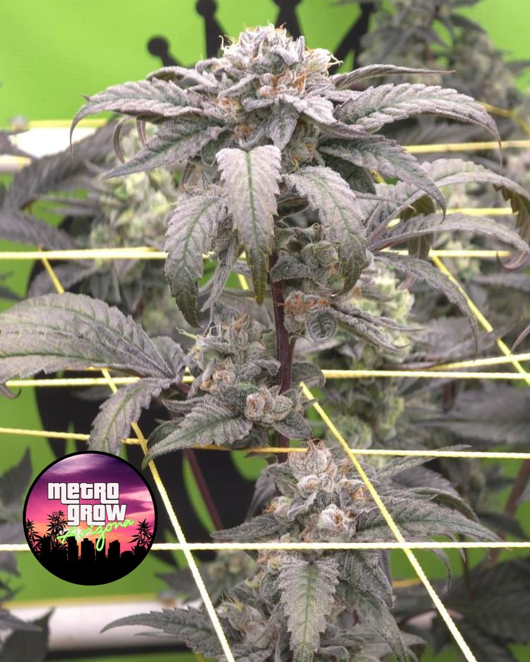 Untitled design (5).png