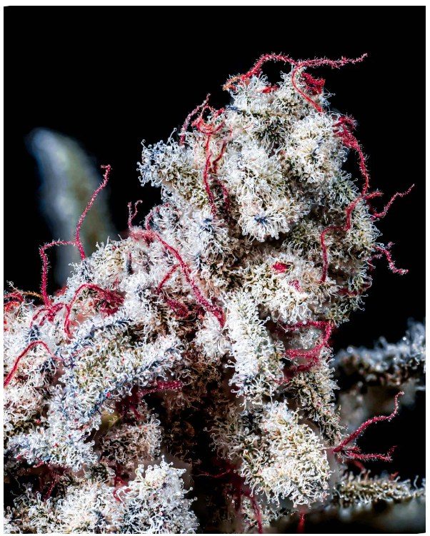 P0WER s1 Copycat genetix