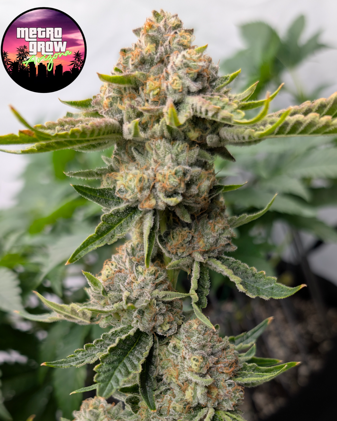 Untitled design (2).png