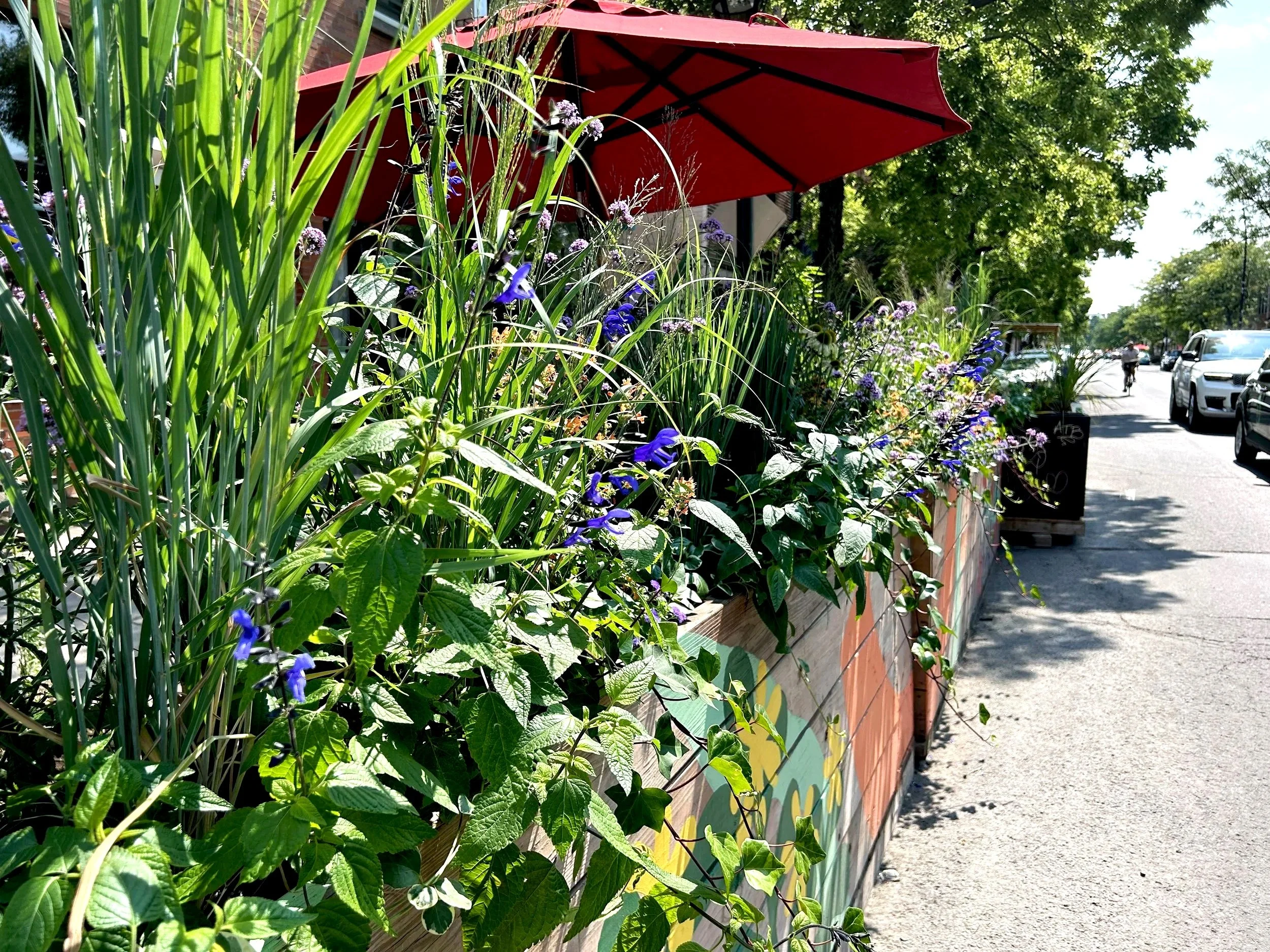 Placettes et placottoirs de Rosemont