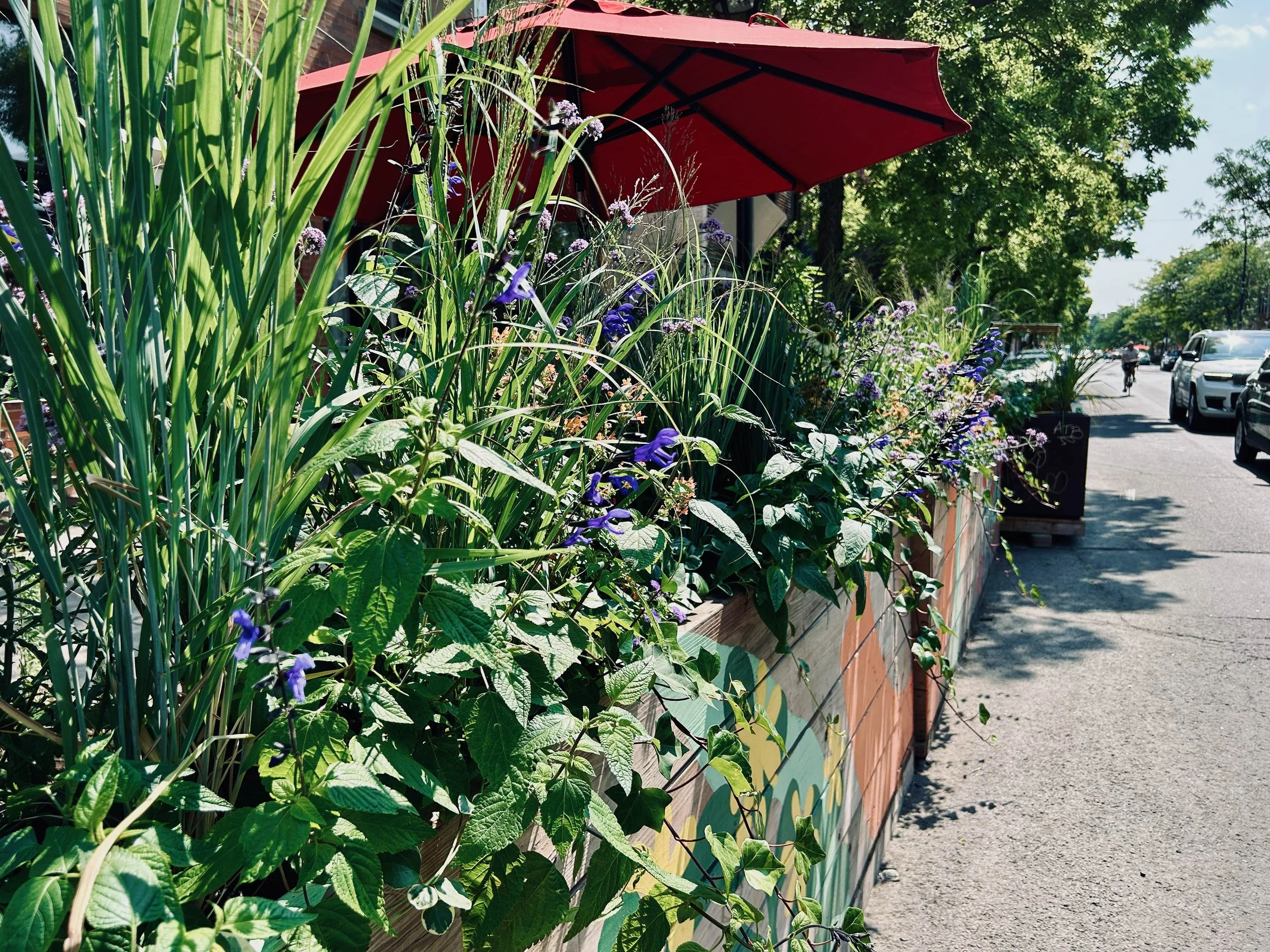 Placettes et placottoirs de Rosemont