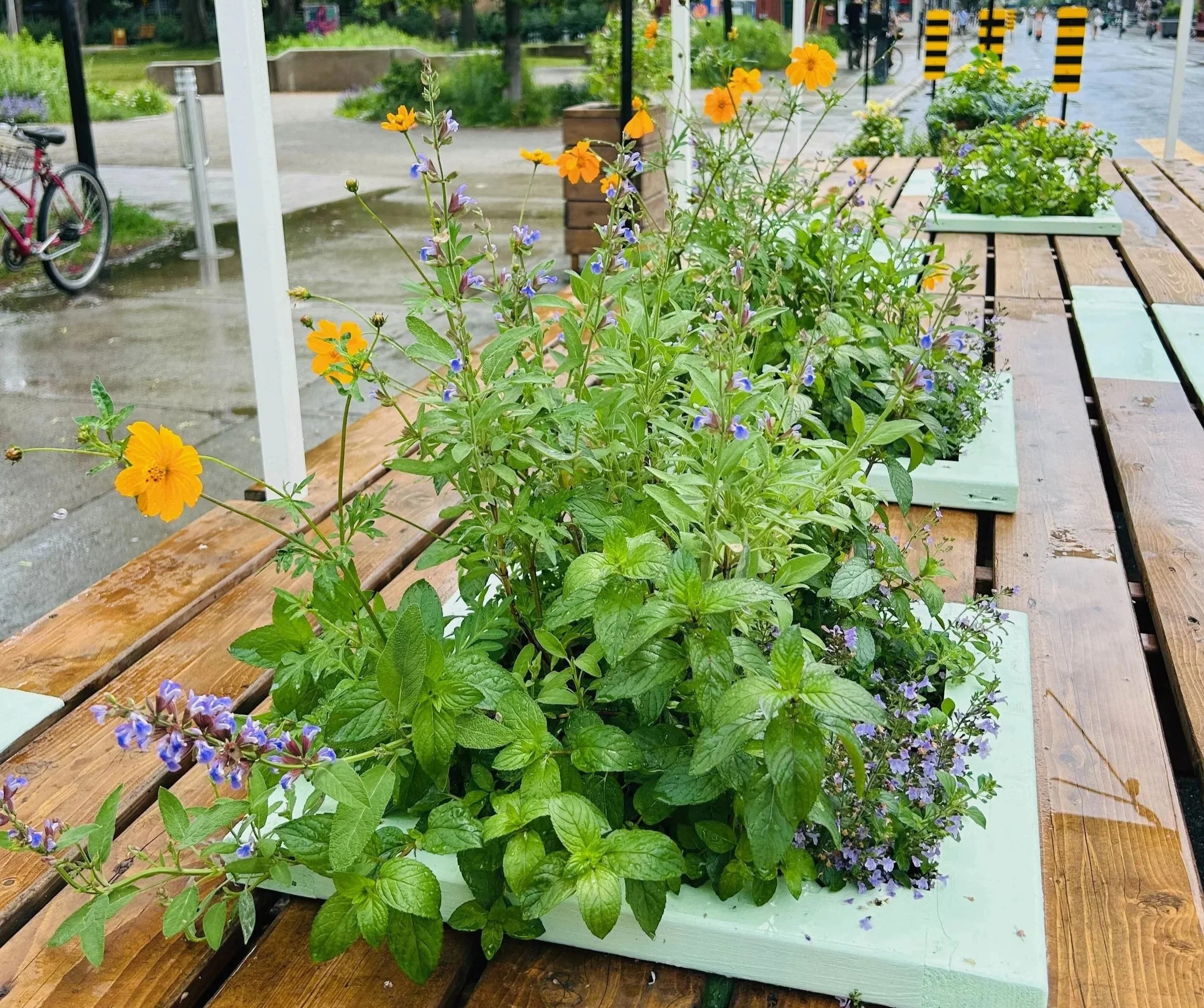 Avenue du Mont-Royal